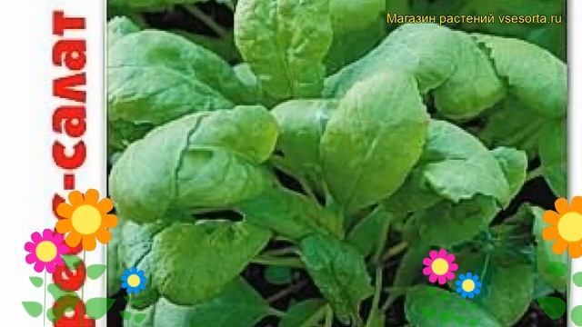 Салат кресс Минутка. Краткий обзор, описание характеристик lepidium sativum Minutka смотреть онлайн