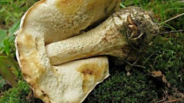 Kozák bílý - Leccinum holopus смотреть онлайн