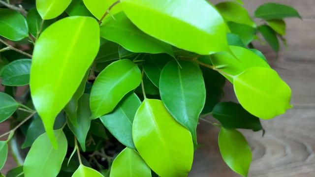 Обзор коллекции фикусов. Весна 2024 смотреть онлайн