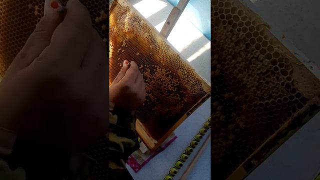 Прививка Карника Пешец смотреть онлайн