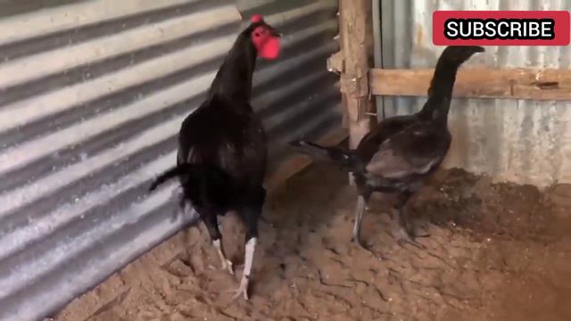 THE KATE AND KURT GAME FARM PERUVIAN BREEDER смотреть онлайн