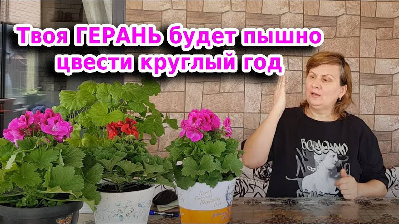 Герань будет пышно цвести круглый год: советы по размножению и подкормки смотреть онлайн