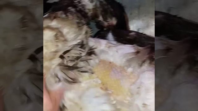 ЛАЙФХАК. КАК БЫСТРО ОЩИПАТЬ УТКУ. смотреть онлайн