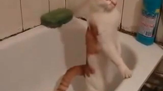 Кот насрал в ванную смотреть онлайн