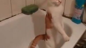 Кот насрал в ванную