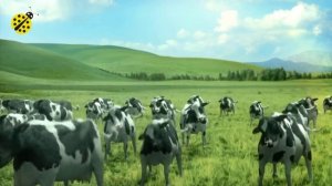 FUNNY COW DANCE 8 │ Cow Dance Song & Cow Videos 2024