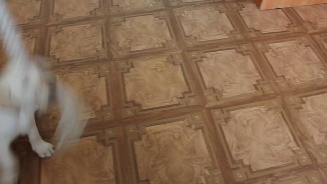 Приучаем собаку к туалету смотреть онлайн