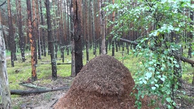 Грибы в борах Владимирской области. смотреть онлайн