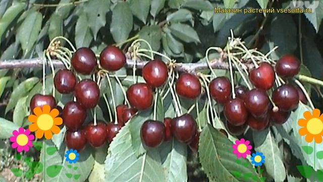 Черешня Сюбаровская. Краткий обзор, описание характеристик prunus avium Syubarovskaya смотреть онлайн