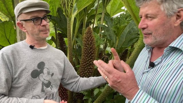 How to grow Gunnera Tinctoria: a plant profile of this giant of the garden! смотреть онлайн