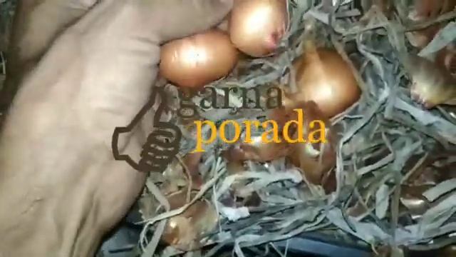 сорт лука который не портится до июня (Цибуля) смотреть онлайн