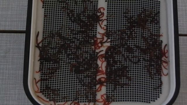 Коробка - сито для мотыля Flagman смотреть онлайн