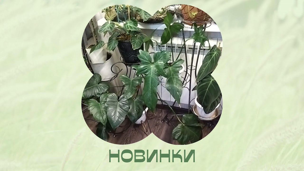 Новые филы пересаживаю под разговоры. смотреть онлайн