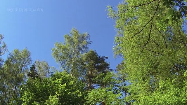 White noise nature. Wind in the trees. Relaxing forest sounds for sleep and relaxation. смотреть онлайн