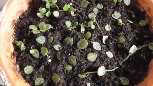 3 Months Worth Of Peperomia Prostrata