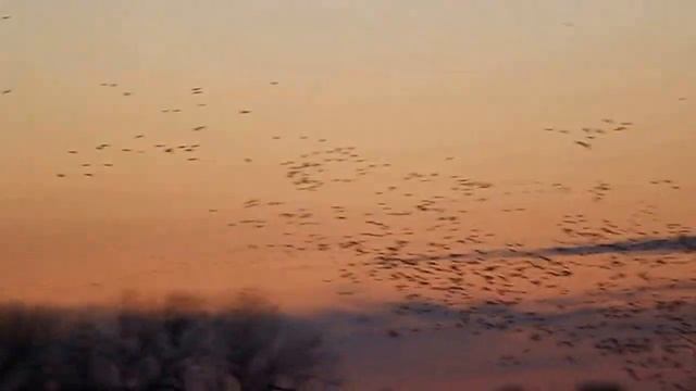 Sandhill Cranes Migration over the Platte River-3-15-2014 смотреть онлайн