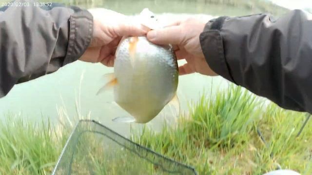 Лещ не лещ а подлещик тоже рыба приносящая удовольствие от процесса.