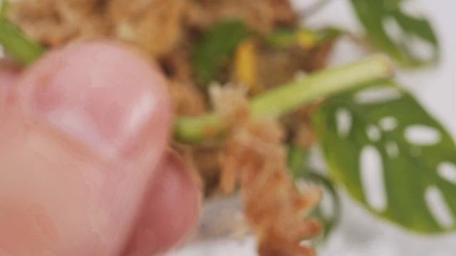 How To Propagate Monstera Adansonii Two Methods (0-75 Days) смотреть онлайн