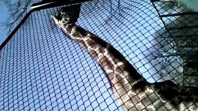 Я в зоопарке жираф смотреть онлайн