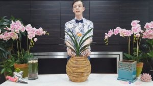 Кливия - секреты ухода и выращивания в домашних условиях. Проверенный способ для цветения кливии.