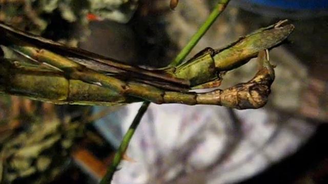 Неудачная попытка спаривания Pharnacia Ponderosa.wmv