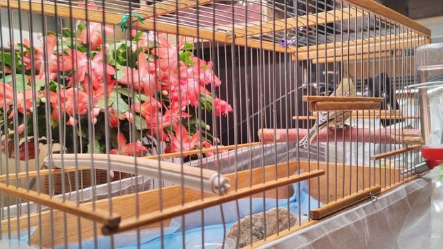 Русская певчая канарейка. Лесной напев. Часть 2 ( Russian Canary Orpheus\ канарче Орфей)