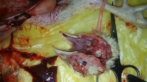 chickens disease. болезни кур (цыплят-бройлеров) - опухают глаза.