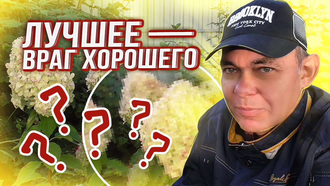 ПОКАЗЫВАЮ ОДИН ИЗ ЛУЧШИХ СОРТОВ МЕТЕЛЬЧАТОЙ ГОРТЕНЗИИ МЕДЖИКЛ КЕНДЛ смотреть онлайн