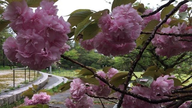 Махровая сакура. Апрель 2022. смотреть онлайн