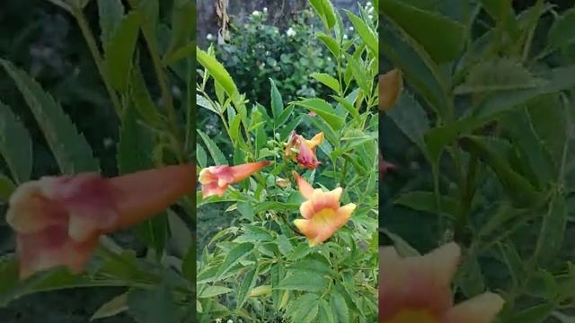 #Tecoma Plant #Mygarden View