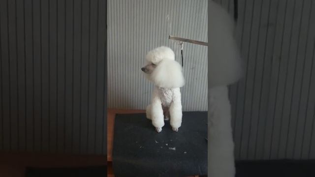 ДО И ПОСЛЕ! Стрижка белого пуделя #shorts смотреть онлайн