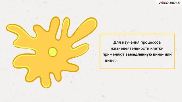 06 Методы цитологии Клеточная теория смотреть онлайн