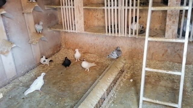 Акуши, Армавирские голуби, бакинские мраморные шейки,чили,желтохвостые. Лечение голубей.#pigeons# смотреть онлайн