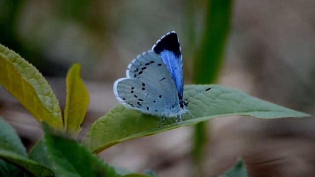 Голубянка весенняя. Celastrina argiolus. (Крушинная) Сем. Lycaenidae смотреть онлайн