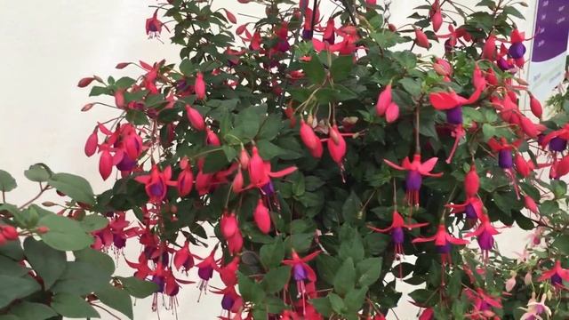 Angela - Fuchsia смотреть онлайн