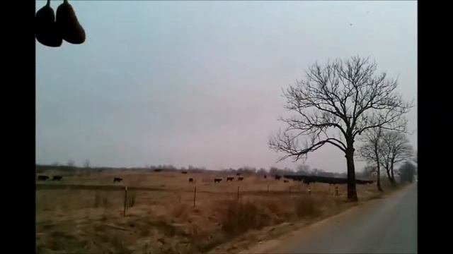 Коровы абердин- ангус на пастбище смотреть онлайн