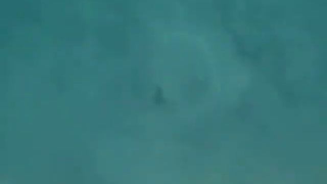 Портреты некоторых обитателей Красного моря смотреть онлайн