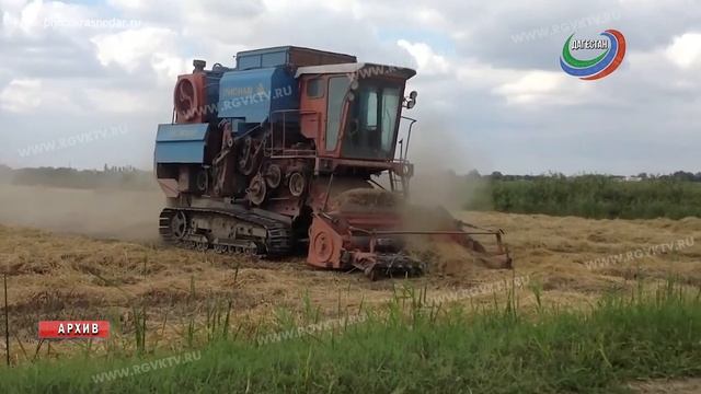 В Дагестане собрали рекордный урожай риса