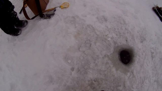 КРУПНАЯ ГУСТЕРА! ХОРОШИ ЛАПТИ! смотреть онлайн