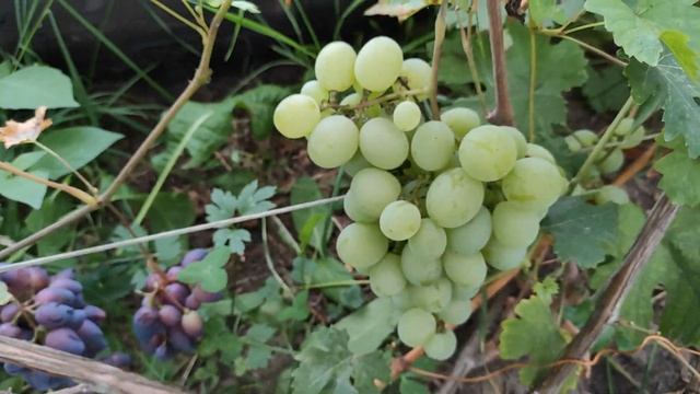 Виноград Талисман на севере Беларуси // Grapes Talisman In The North Of Belarus