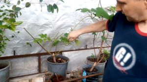 Грунт для высадки. Обрезка инжира. 17.04.2018.