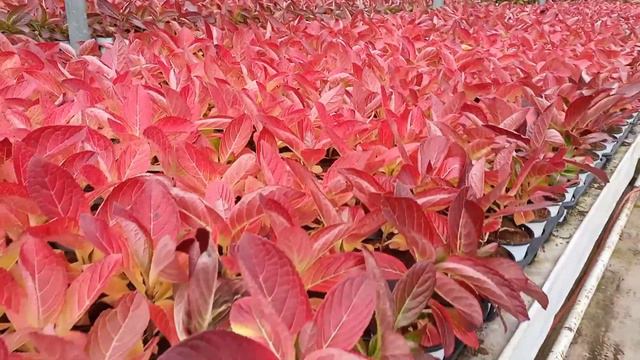 The Hydrangea color in winter смотреть онлайн