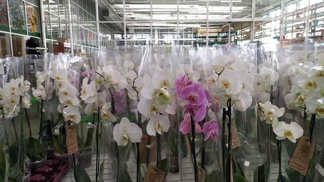 Макеевка. Магазин Галактика✨?. Цены на товары для дома, дачи и сада, комнатные растения. смотреть онлайн