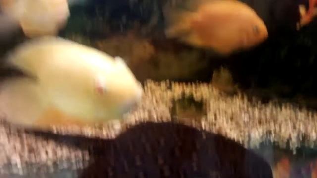 Аквариумный Скат смотреть онлайн