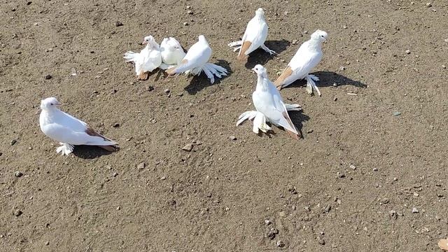 Голуби домашние. Желтохвостые северокавказские космачи 2022 г. Казахстан, г. Костанай. смотреть онлайн