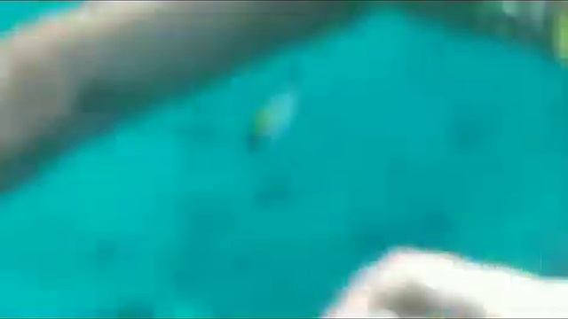 Риф отеля Grand OasisResort?. А рыбки кусаются? смотреть онлайн