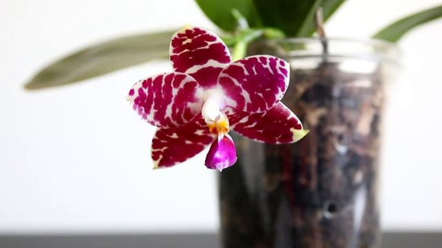 Orchid Bloom Showcase: Phalaenopsis KS Super Zebra смотреть онлайн