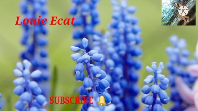 HYACINTH SCIENTIFIC NAME//Louie Ecat смотреть онлайн