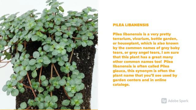 Pilea Varieties A to Z смотреть онлайн