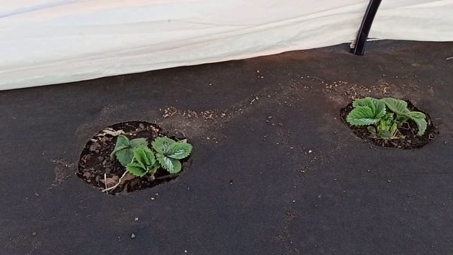 Первая подкормка земляники.Омск,29.04.2021 смотреть онлайн